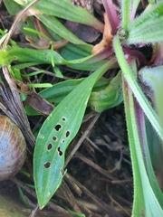 Plantago urvillei