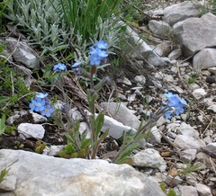 Myosotis lithospermifolia