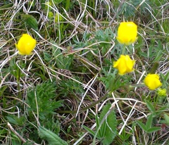Ranunculus occidentalis dissectus