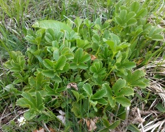 Potentilla umbrosa