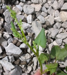 Rumex hastifolius