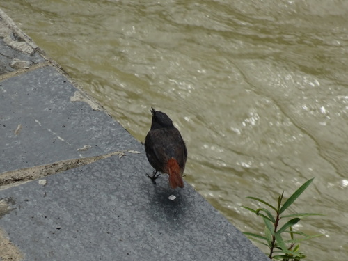 Plumbeous Water Redstart