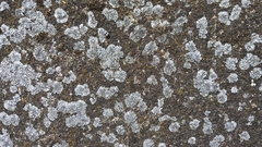 Kuettlingeria teicholyta