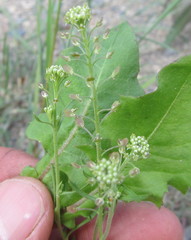 Lepidium sativum