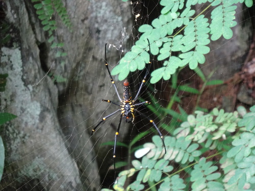 Giant Golden Orbweaver