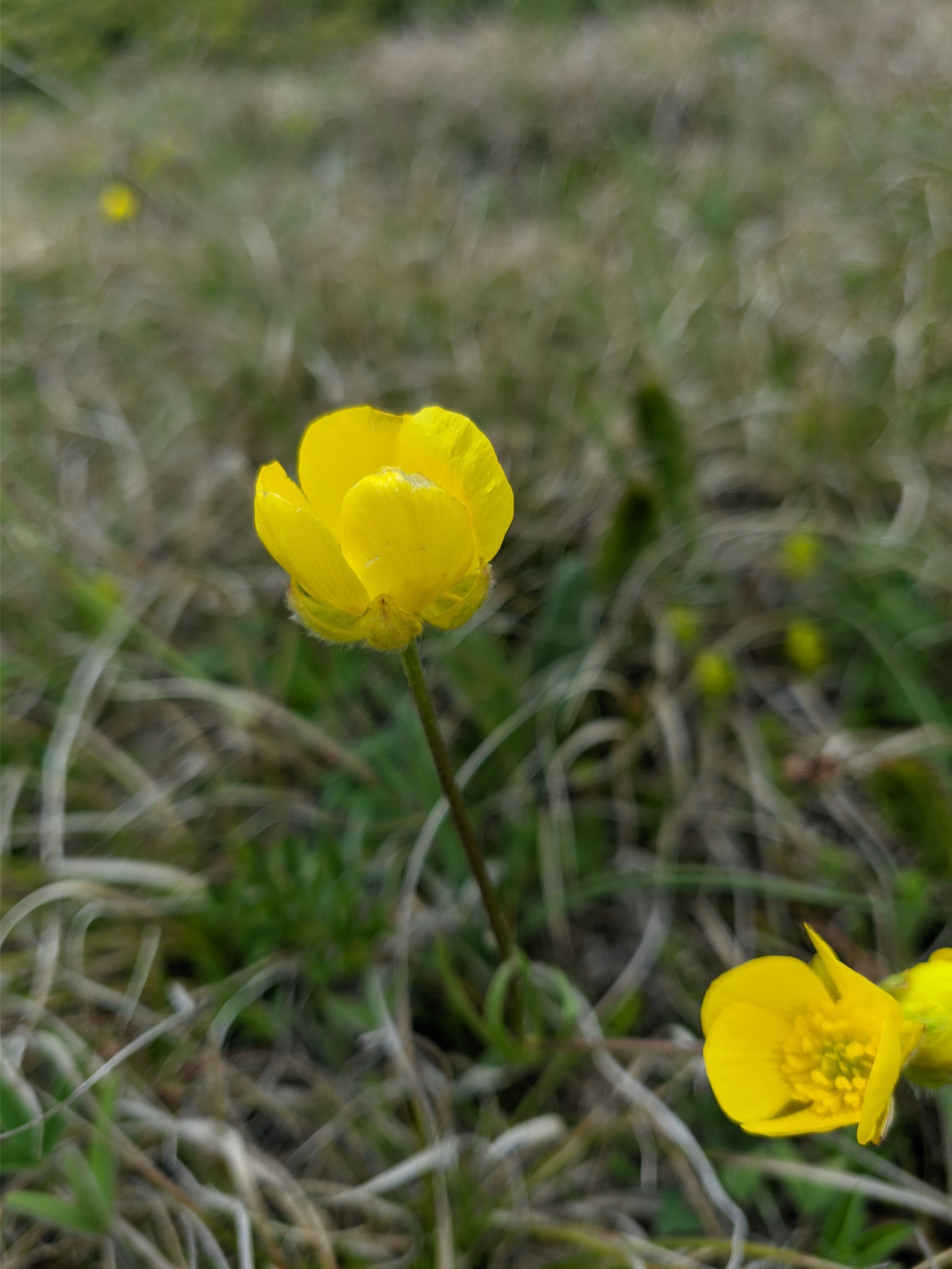 Ranunculus occidentalis var. dissectus