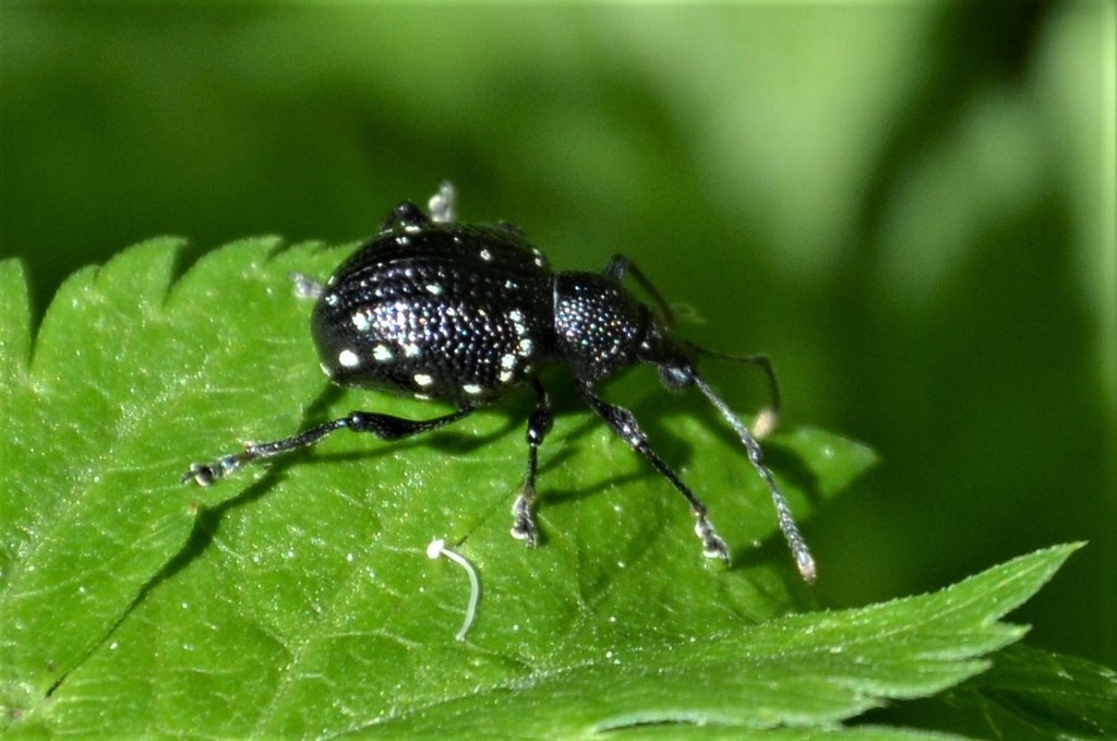 Otiorhynchus gemmatus