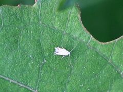 Leucoptera laburnella