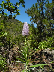 Echium virescens image