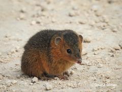 Monodelphis dimidiata