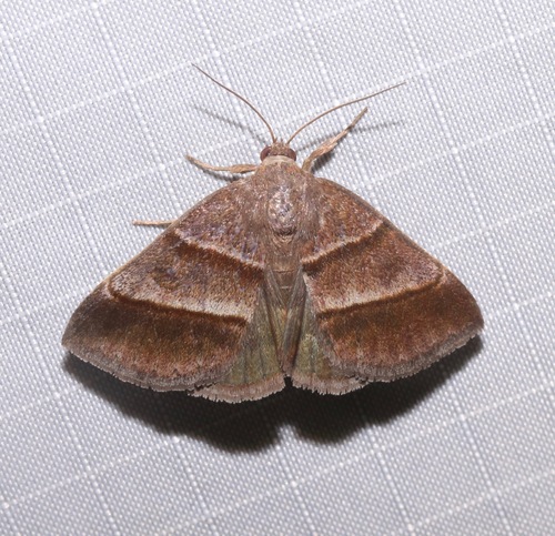 Woodland Chocolate Moth photo 4