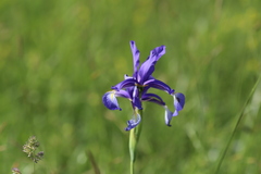 Iris spuria