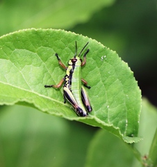 Micropodisma salamandra