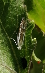 Isophrictis lineatellus