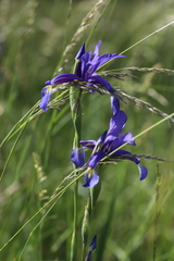 Iris spuria