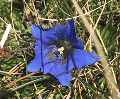 Gentiana pyrenaica