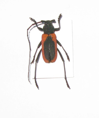 Purpuricenus kaehleri