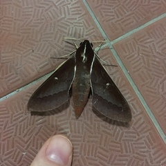 Theretra pallicosta