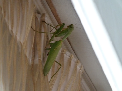 Chinese Reddish Mantis