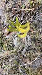 Huperzia appressa