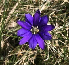 Gentiana pyrenaica