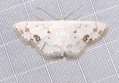Scopula lautaria