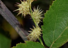 Onobrychis caput-galli