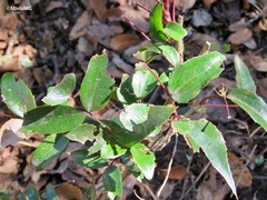 Berberis gracilis