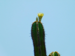 Pachycereus