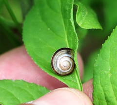 Xerolenta obvia