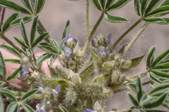 Lupinus pusillus intermontanus