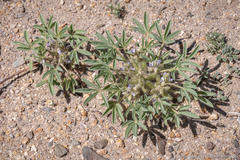 Lupinus pusillus intermontanus