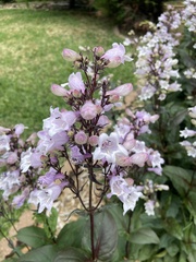 Penstemon laxiflorus
