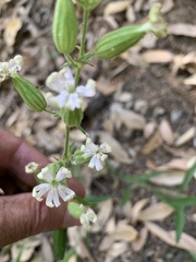 Silene marmorensis