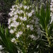 Echium decaisnei decaisnei - Photo (c) Konrad and Roland Greinwald, algunos derechos reservados (CC BY-NC), subido por Konrad and Roland Greinwald