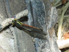 Pyrrhosoma