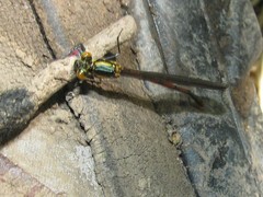 Pyrrhosoma