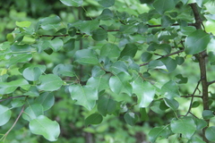Pyrus communis caucasica