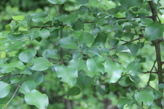 Pyrus communis caucasica