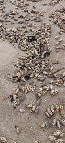 Atlantic Sand Crab, photo 6 of 10