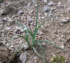 Allium nathaliae