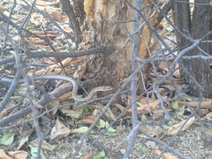 Psammophis tanganicus