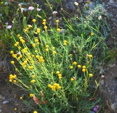 Santolina rosmarinifolia pectinata