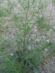 Lepidium sativum