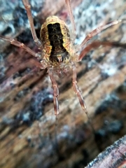 Lacinius ephippiatus