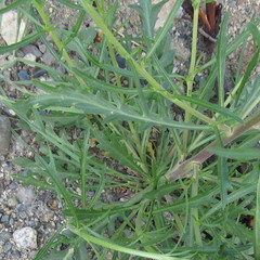 Lepidium sativum