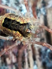 Lacinius ephippiatus