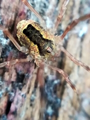 Lacinius ephippiatus