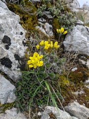 Draba cuspidata