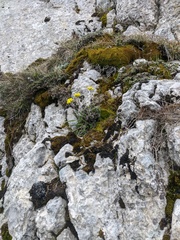 Draba cuspidata